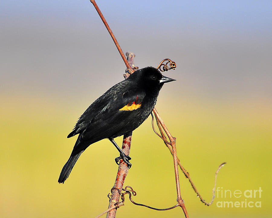 Blackbird Photograph - Radiant Red-winged by Al Powell Photography USA