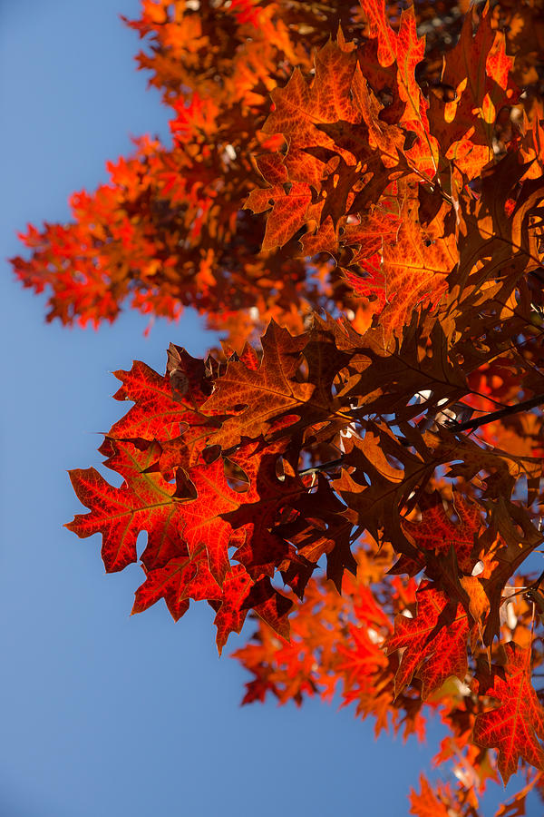 Fall Photograph - Radiant Reds - Fall Oak Leaves and Brilliant Blue Sky by Georgia Mizuleva