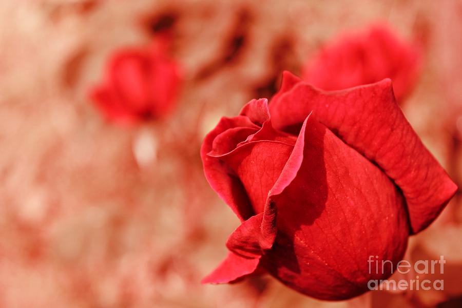Rose Photograph - Radiant Rose by Clare Bevan