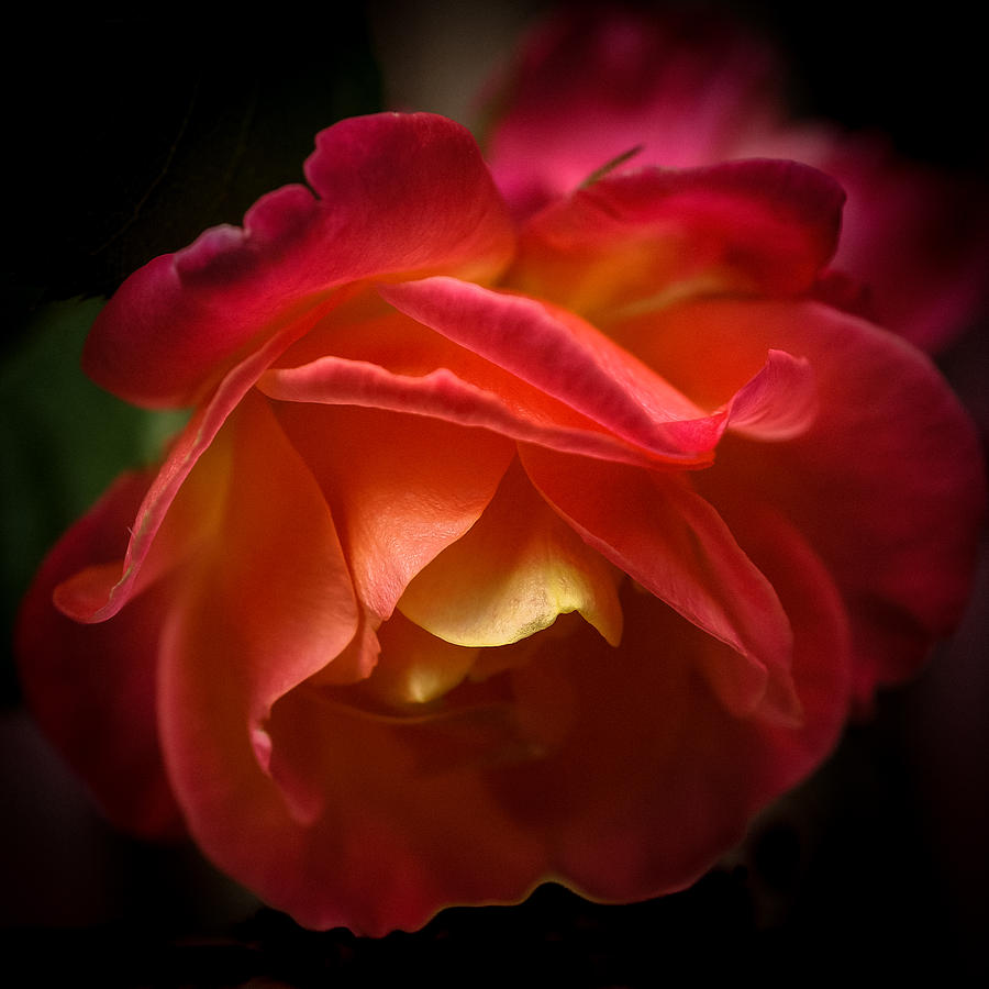Radiant Rose Photograph by Ronda Broatch