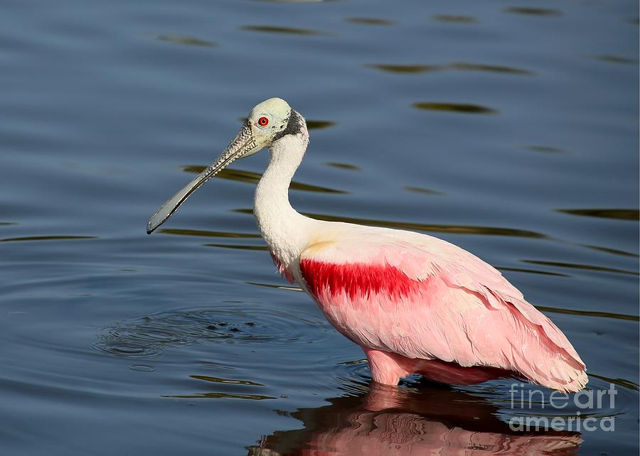 Radiant Roseate Spoonbill Photograph by Sabrina L Ryan