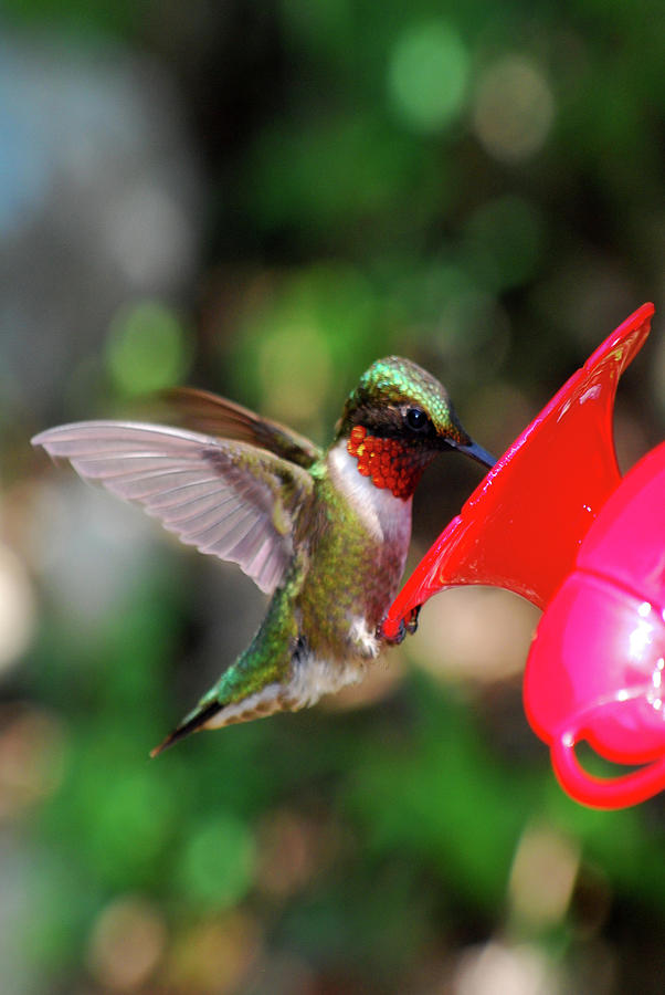 Hummingbird Photograph - Radiant Ruby by Lori Tambakis