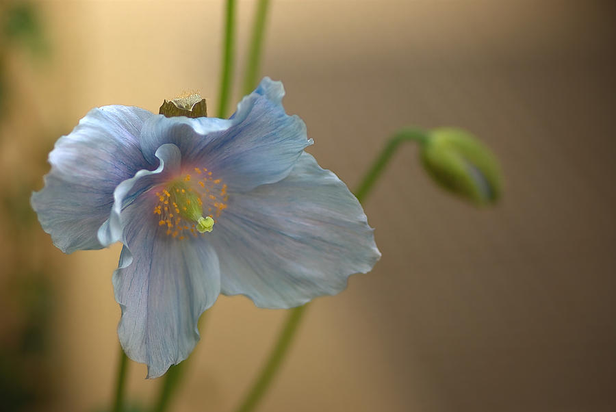 Flower Photograph - Radiant by Samantha Eisenhauer