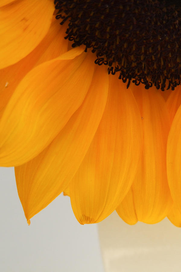 Sunflower Photograph - Radiant Sunflower by Kristin Clarke