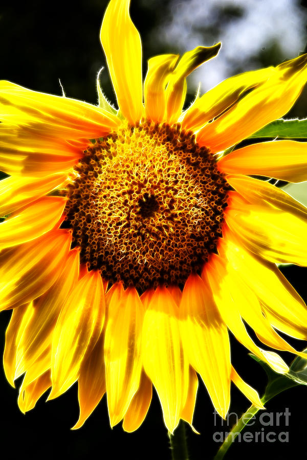 Radiant Sunflower Photograph by Mariola Bitner