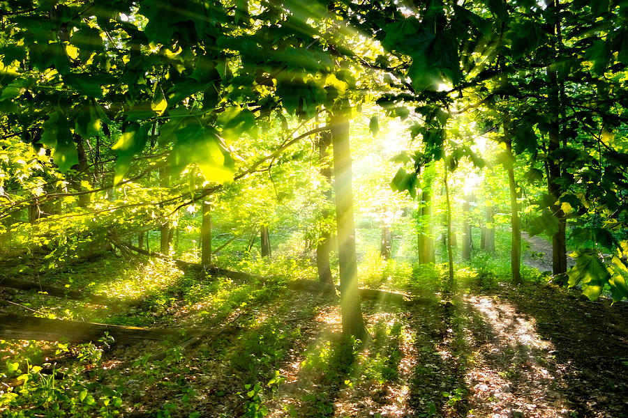 Radiant Sunlight Through the Trees Photograph by Lars Lentz
