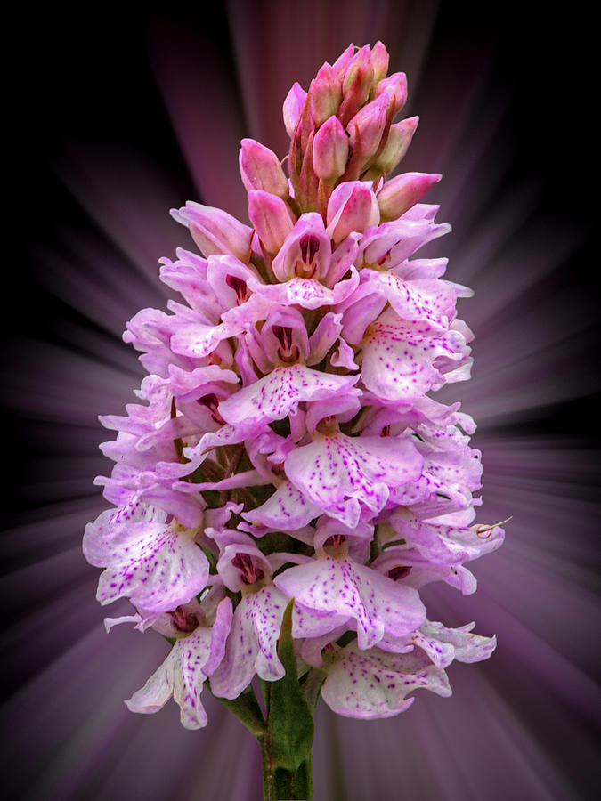 Radiant Wild Pink Spotted Orchid Photograph by Gill Billington