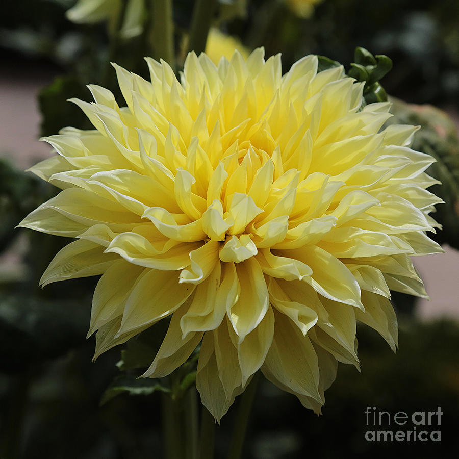 Flower Photograph - Radiant Yellow Dahlia by Carol Groenen