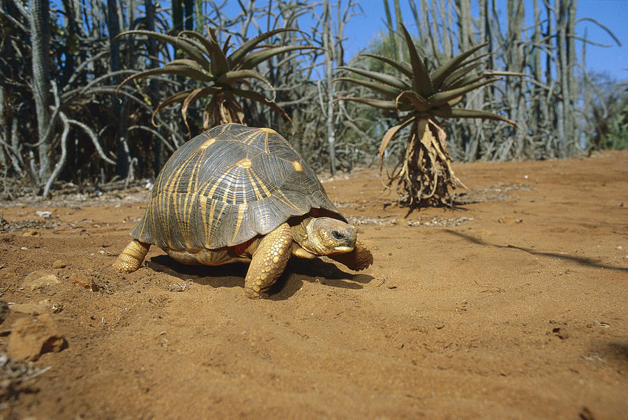 Radiated Tortois  In The Spiny Desert Photograph by Konrad Wothe