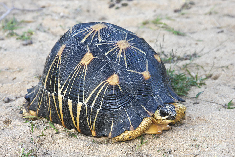 Radiated tortoise  Astrochelys radiata Photograph by Liz Leyden