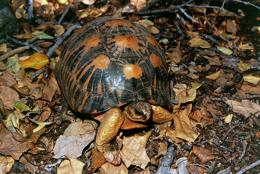 Radiated Tortoise (geochelone Radiata) Photograph by Sinclair Stammers ...