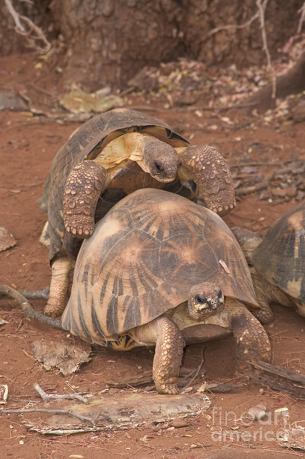 Radiated Tortoises Or Sokatra Photograph by Greg Dimijian