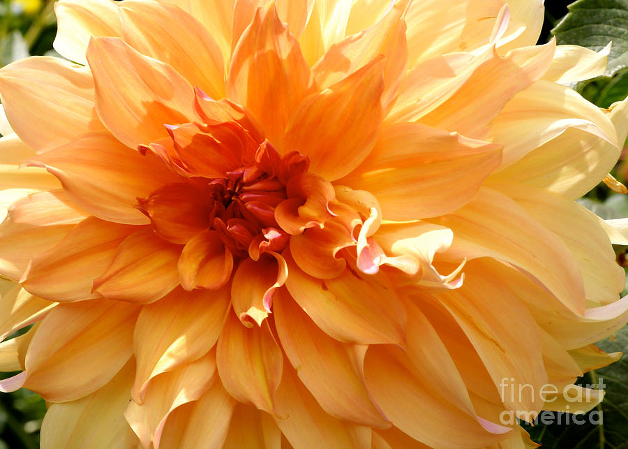 Flowers Still Life Photograph - Radiating Orange Dahlia by Carol Groenen