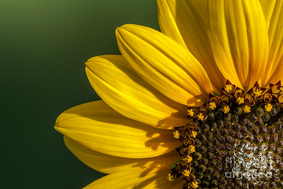 Radiating Sunflower Photograph