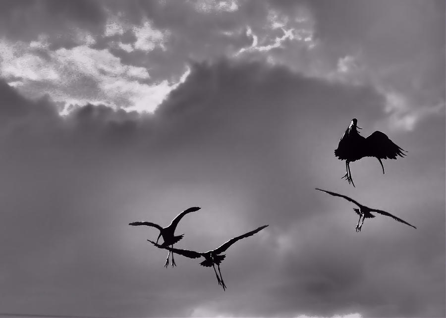 Radical Flight Photograph by Rosalie Scanlon