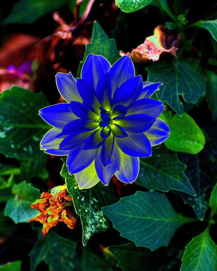 Radient Flower Energy Photograph by Ben Upham III