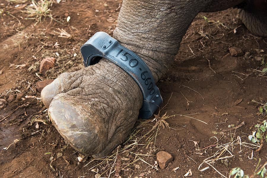 Radio Collar On The Leg Of A White Rhino Photograph by Peter Chadwick ...