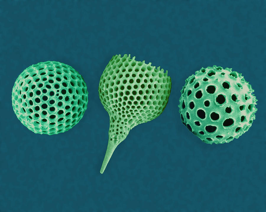 Radiolarian Tests Photograph by Science Photo Library Radiolarian Tests Photograph by Science Photo Library