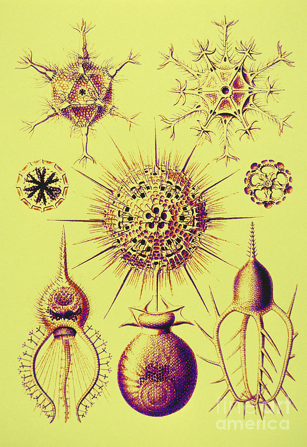 Ernst Haeckel Photograph - Radiolarians  by Scott Camazine
