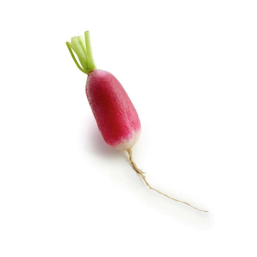 Radish Photograph by Science Photo Library - Fine Art America