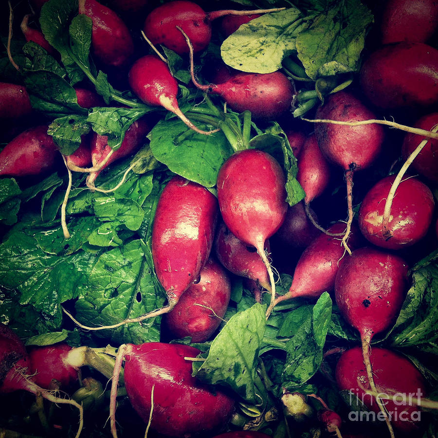 Vegetable Photograph - Radishes by Amy Cicconi
