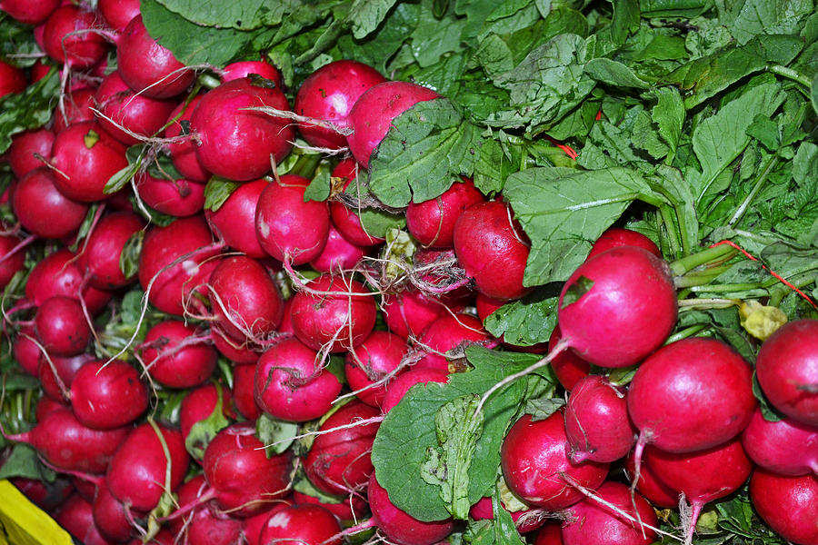 Vegetable Photograph - Radishes by GK Hebert Photography