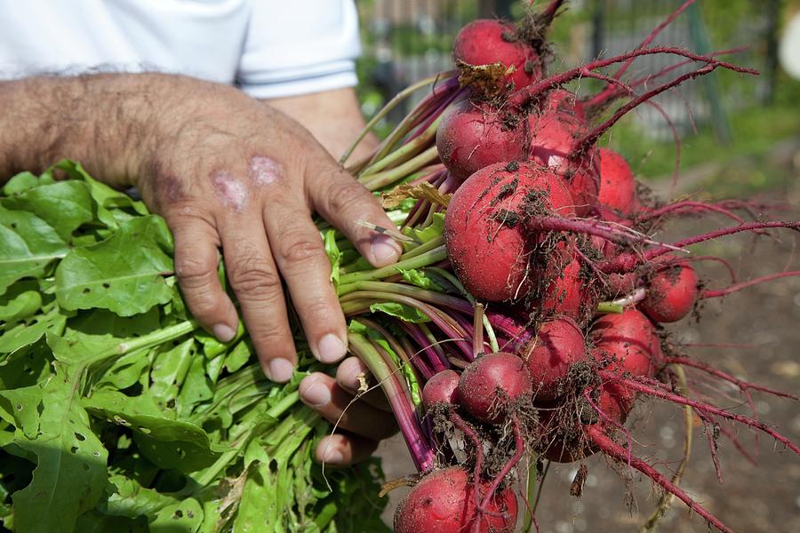 Radishes Harvested From A Garden Photograph by Jim West