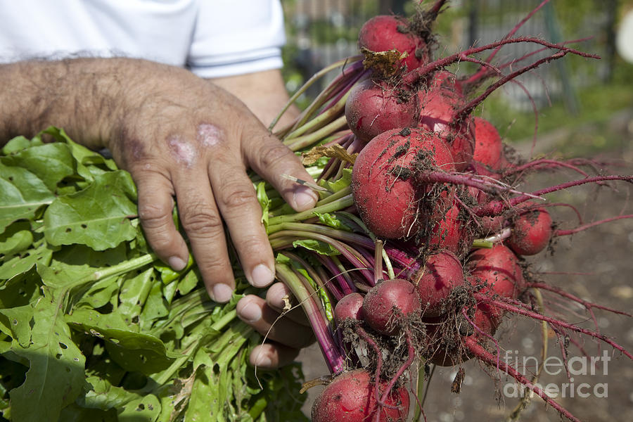 Radishes Photograph by Jim West