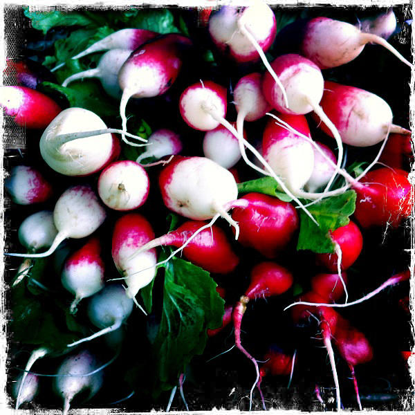 Radishes Photograph by Randy Green