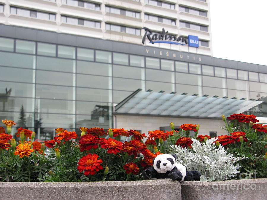Hotel Photograph - Radisson Blu Lietuva. Baby Panda Likes It by Ausra Huntington nee Paulauskaite