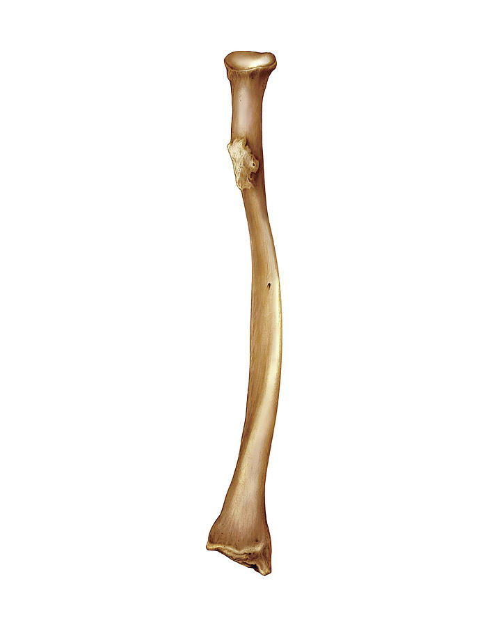 real radius bone