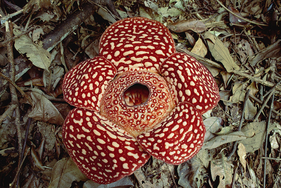 Rafflesia Growing On Rainforest Floor Photograph by Gerry Ellis