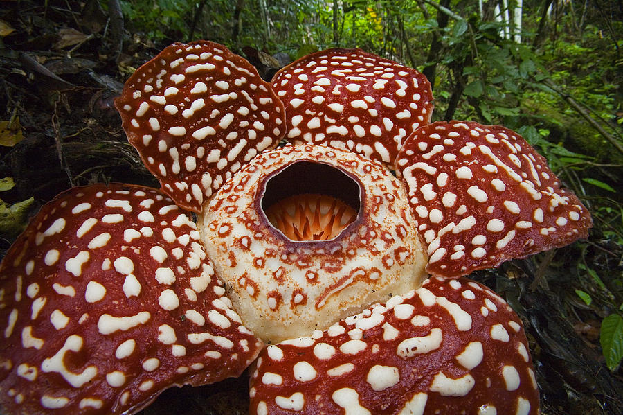 Rafflesia Sabah Borneo Photograph by Christian Ziegler