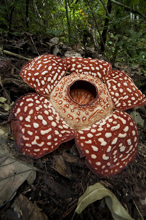 Rafflesiasabah Borneo Photograph by Christian Ziegler