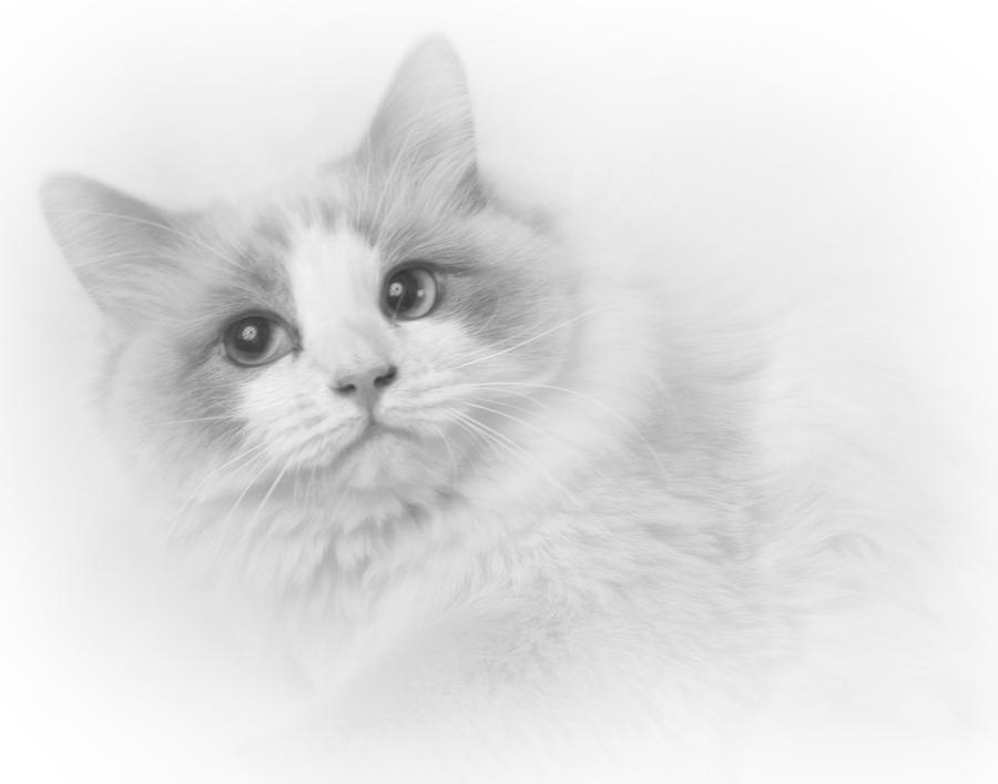 Ragdoll in Black and White Photograph by David and Carol Kelly