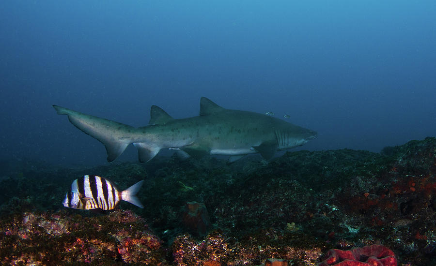 Ragged Tooth Shark, South-africa Photograph by Joost Van Uffelen
