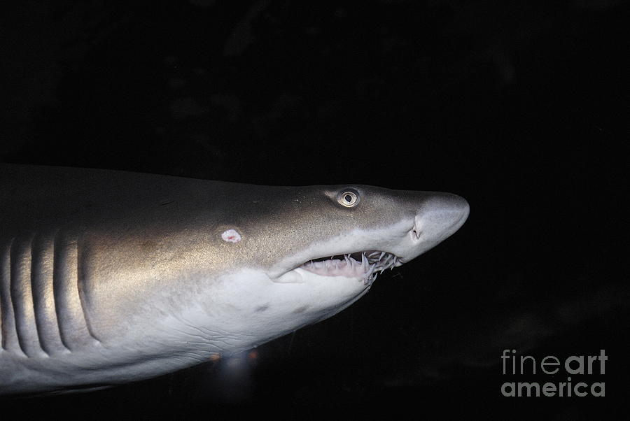 Ragged-Toothed Shark in aquarium Photograph by Sami Sarkis - Fine Art ...