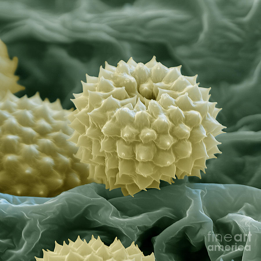 Ragweed Pollen Photograph by Eye of Science
