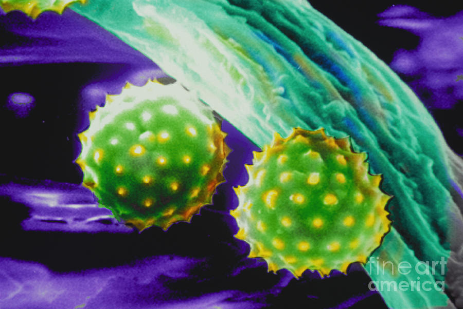 Science Photograph - Ragweed Pollen Sem by Ralph C Eagle Jr
