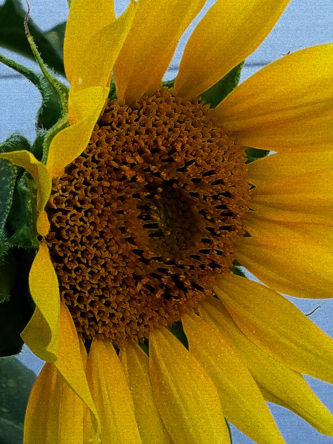 Rahabs Sunflower Photograph by Jeff Iverson