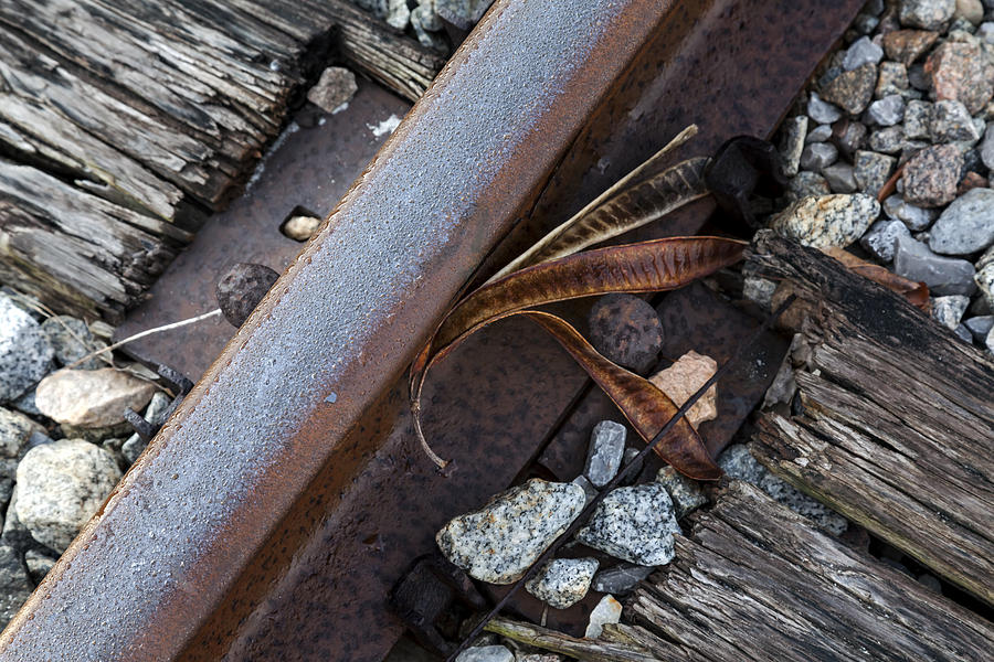 Seed Pod Rail And Tie Photograph