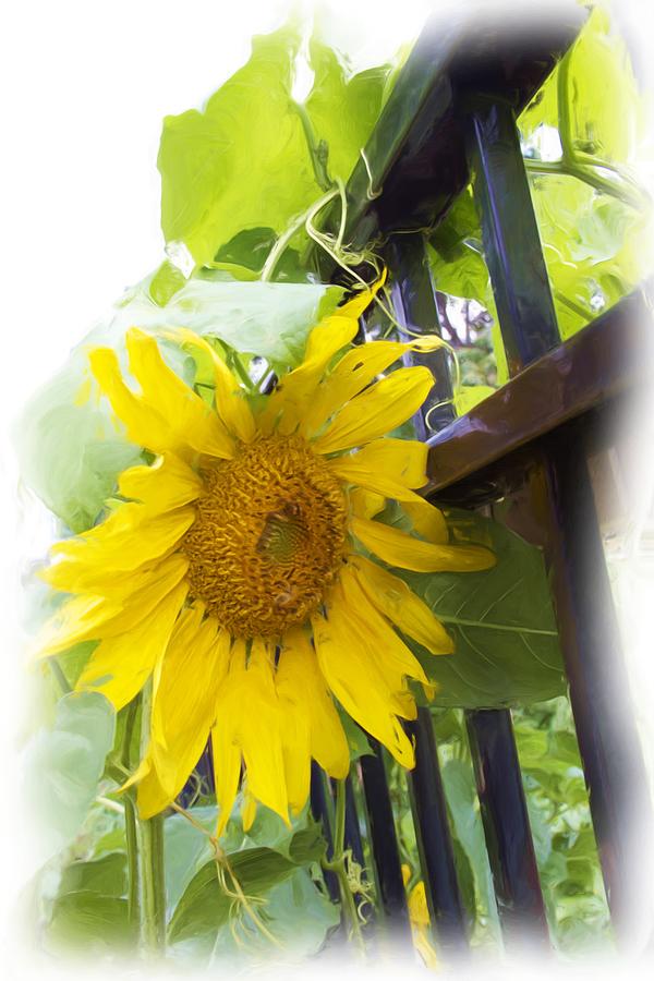 Railed Sunflower Photograph by Alice Gipson