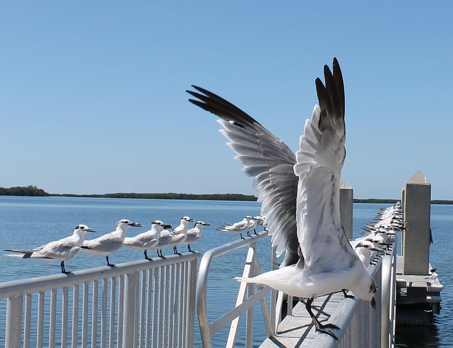 Railing of Seagulls Photograph by Patricia Twardzik