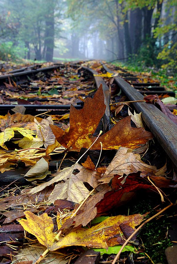 Rails and Leaves Photograph by Ken Dietz