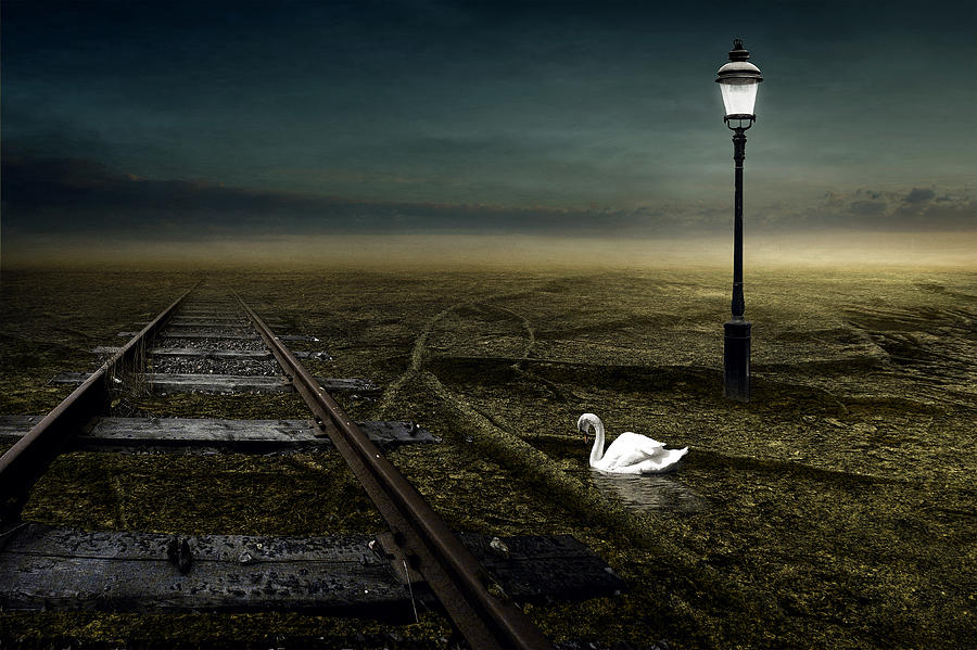 Swan Photograph - Railway by Johan Lilja