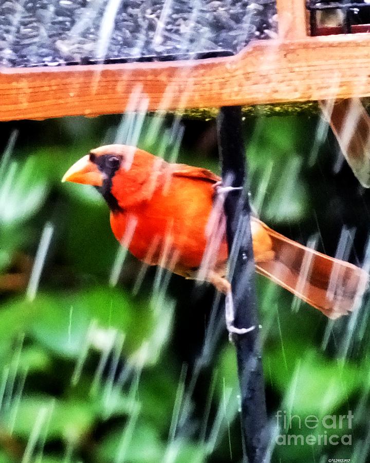 Rain Bird Photograph by Lizi Beard-Ward
