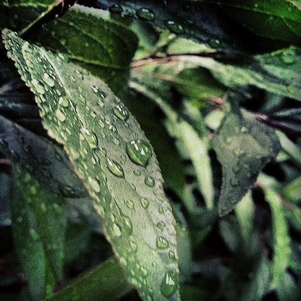 Rain Photograph - #rain by Chad Schwartzenberger