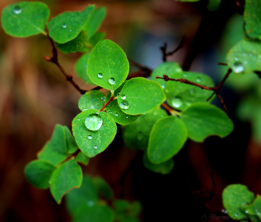 Rain Covered Leaves Photograph by Aaron Burrows