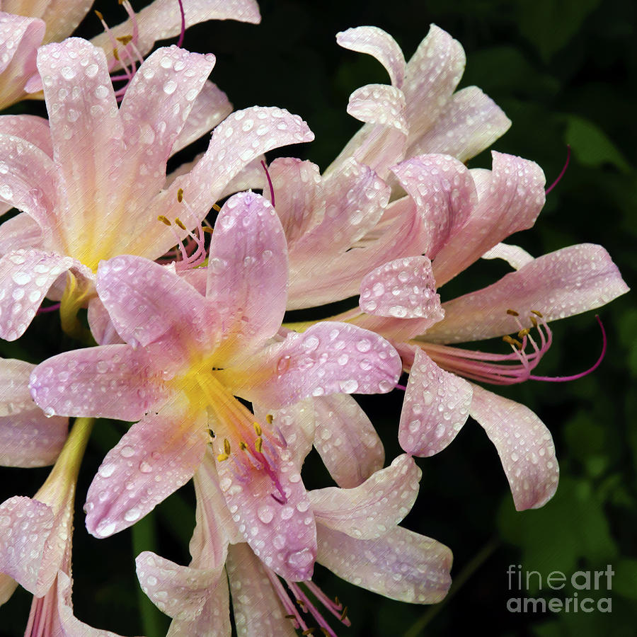 Rain Covered Surprise Lilies Photograph by Andee Design