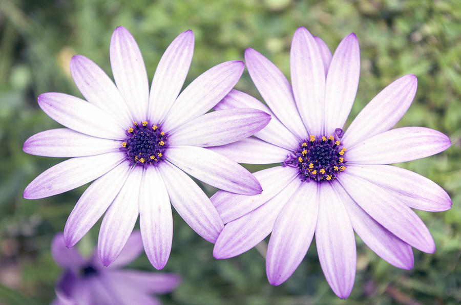 Rain Daisys Photograph by Jinzha Bloodrose | Fine Art America